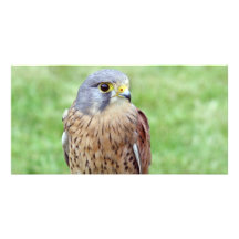 oiseau de carte photo de proie photocarte