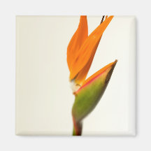 Oiseau de fleur de paradis magnets