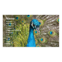 Oiseau de paon avec de belles plumes cartes de visite professionnelles