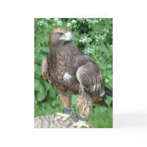 oiseau de proie