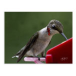 Oiseau de ronflement en Géorgie Cartes Postales