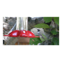 oiseau de ronflement sur le conducteur photocarte
