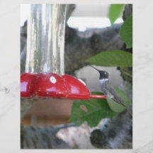 oiseau de ronflement sur le conducteur prospectus