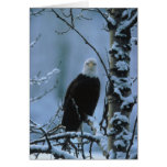 Oiseau/Eagle chauve dans la neige d'hiver Cartes