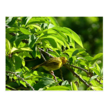 Oiseau Jaune - Martinique, FWI Wens Kaarten
