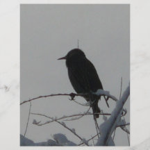 oiseau le jour froid prospectus