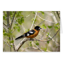 Oiseau orange carte de vœux