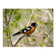 Oiseau orange et noir cartes postales