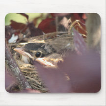 Oiseaux de bébé tapis de souris