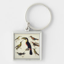 Oiseaux indigènes, y compris le toucan (centre), A Porte-clef