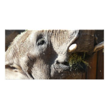 olifant het eten persoonlijke fotokaart