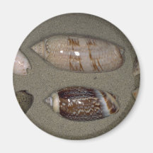 Olijven Shell Magneten