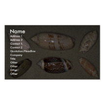 Olijven Shell Visitekaartjes Sjabloon