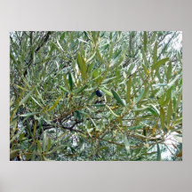 Olive mûre menaçant dans le feuille affiche