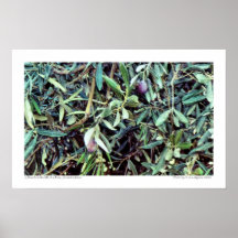 Olives de l'affiche du mont des Oliviers
