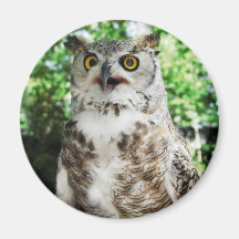 "OLLY "L'AIMANT DE HIBOU