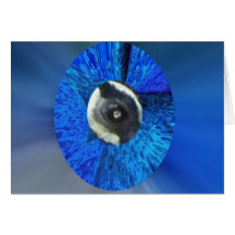 Oog van de Pauw Kaarten