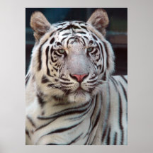 Oog van de Tijger Poster