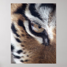 Oog van een Tijger Plaat