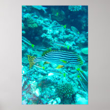 Oosterse Sweetlips Poster