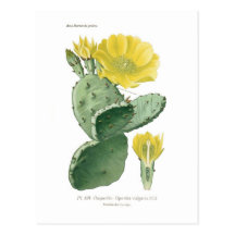 Opuntia vulgaris carte postale