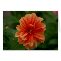 Orange de Dahila de carte de voeux
