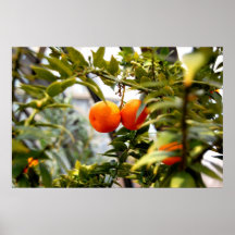 Oranges sur l'arbre posters