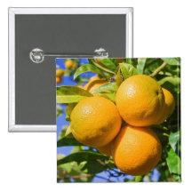 Oranges sur un arbre badges avec agrafe