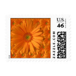 Oranje Gerber Daisy