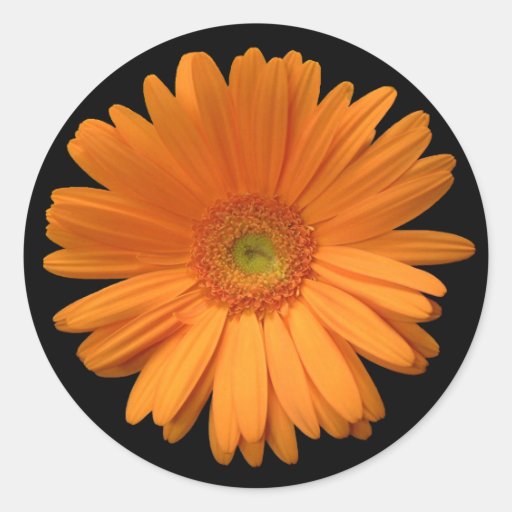 Oranje Gerber Daisy Sticker