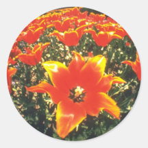 Oranje "Koningin van Sheba", lelie gebloeide tulpe Sticker