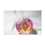 Orchidée blanche avec le pourpre et le jaune toiles tendues