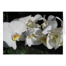 orchidée-et-ombres cartes de vœux