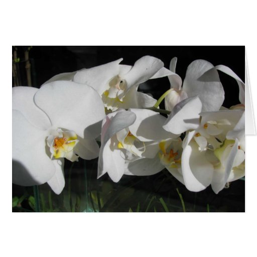 orchidée-et-ombres cartes de vœux