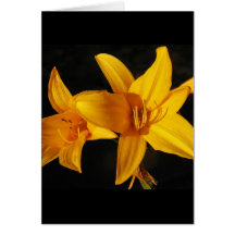 Orchidée jaune cartes