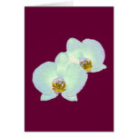 Orchidée les cadeaux Zurich 2000 de Zazzle de MUSÉ Carte De Vœux