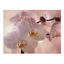 Orchidée Postacrd Carte Postale