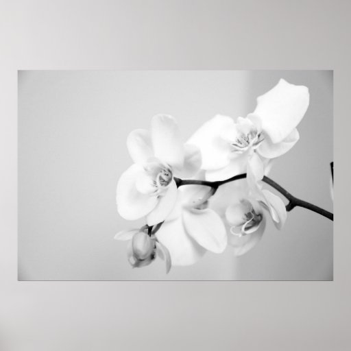 Orchidee Afdruk