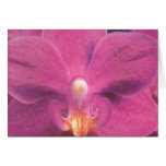 Orchidée rose carte de vœux