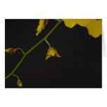 Orchidée sur le noir carte de vœux