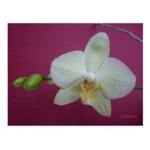 orchidee wens kaart