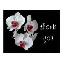 orchideeën: dank u! wens kaarten