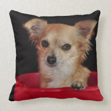 Oreiller de chiwawa