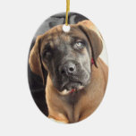 Ornement de photo de chiot de mastiff
