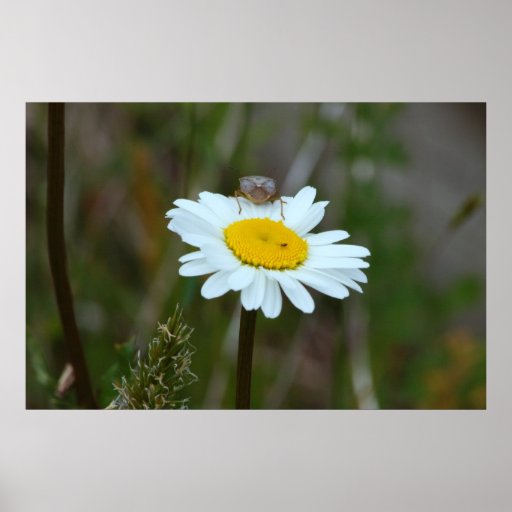 Osseoog Daisey Print