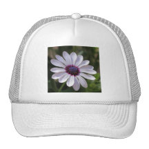 Osteospermum Casquettes