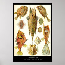 Ostraciontes - Bord 42 - Kunstformen der Natur Poster