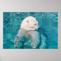 Ours blanc frais affiches