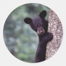 Ours CUB noir Adhésif
