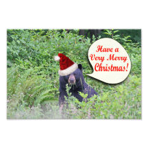 Ours de Noël Photographies